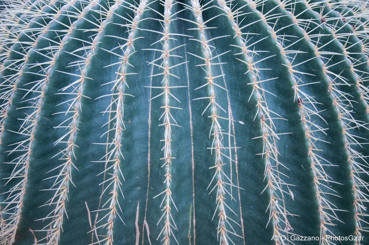 Cactus - Jardin botanique de Washington DC